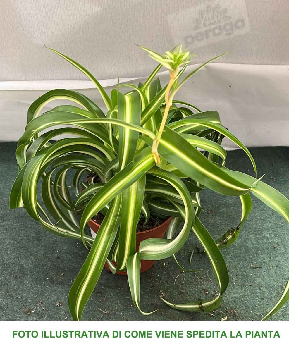 CHLOROPHYTUM COMOSUM BONNIE VASO 10.5CM