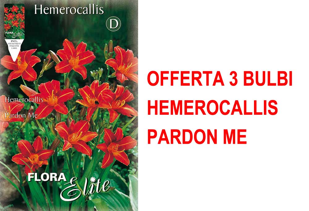OFFERTA 3 BULBI HEMEROCALLIS PARDON ME