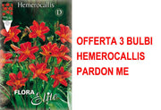 OFFERTA 3 BULBI HEMEROCALLIS PARDON ME