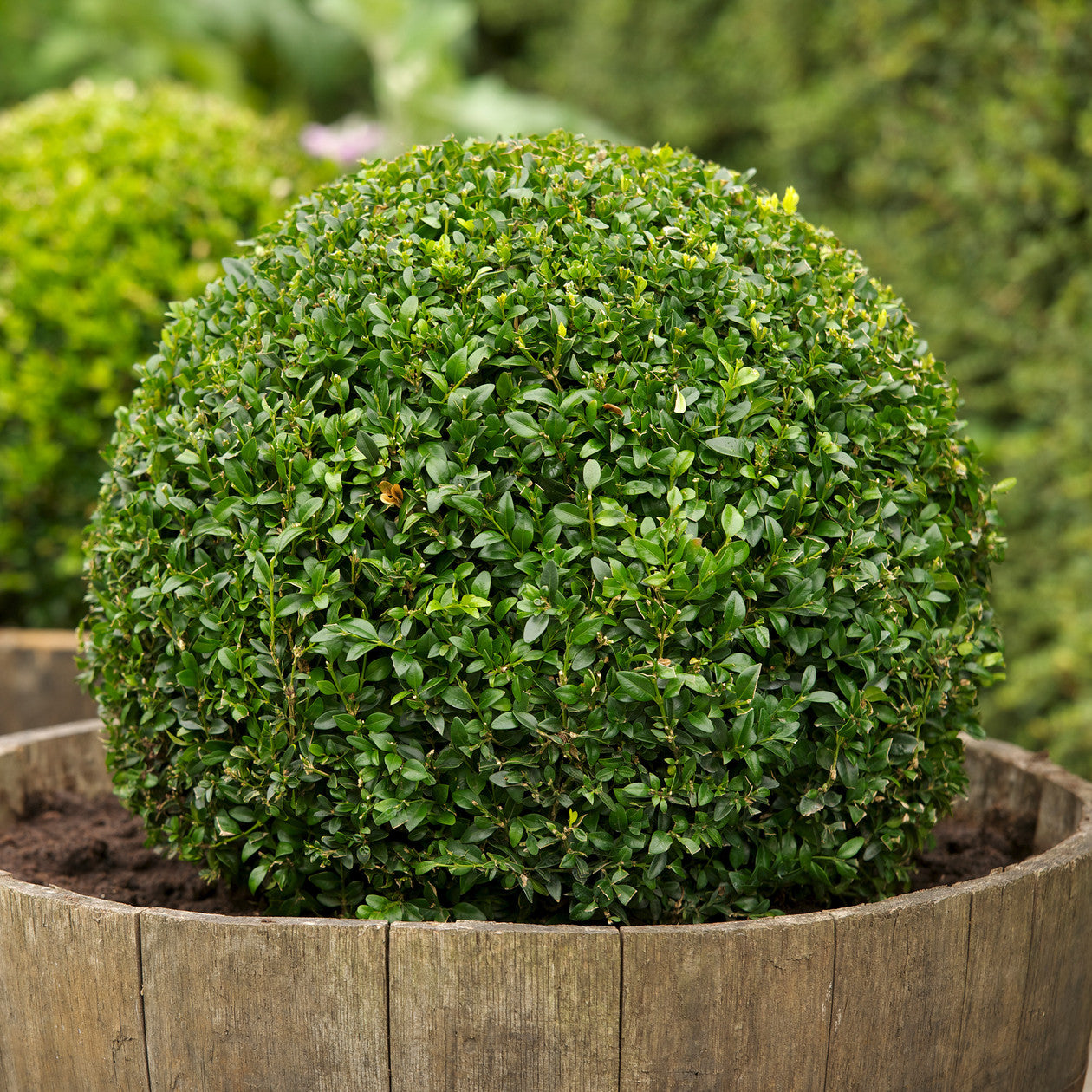 BUXUS BOSSO SEMPERVIRENS BOX 6 PIANTE