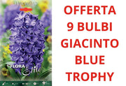 OFFERTA 9 BULBI DI GIACINTO BLUE TROPHY
