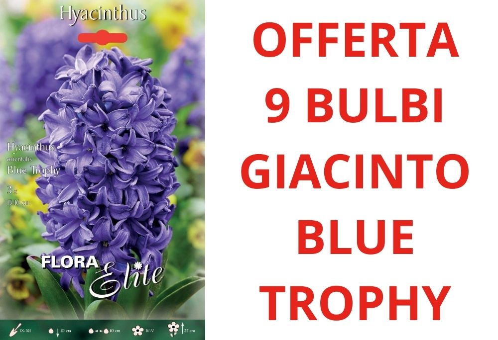 OFFERTA 9 BULBI DI GIACINTO BLUE TROPHY