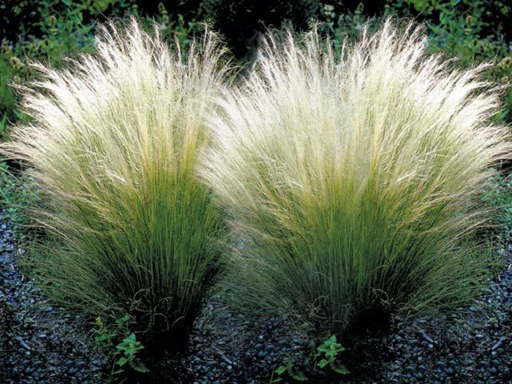 STIPA TENUISSIMA IN VASO 17CM