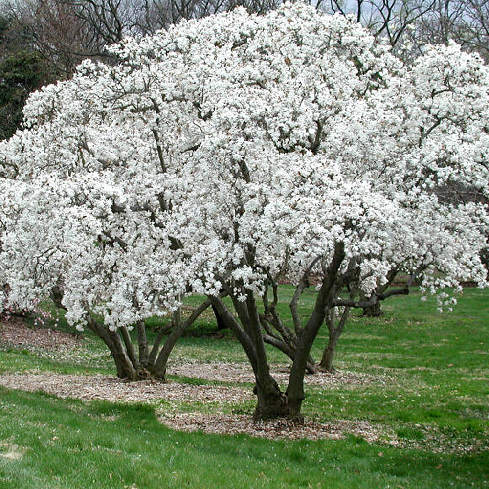 MAGNOLIA STELLATA BIANCA VASO 18CM