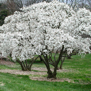MAGNOLIA STELLATA BIANCA VASO 18CM
