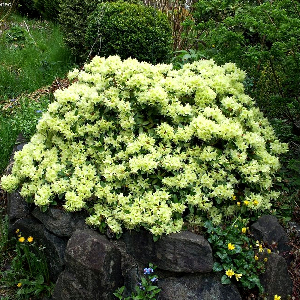 RODODENDRO SHAMROCK IN VASO 21CM