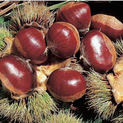 CASTAGNO BOUCHE DE BETIZAC (1 PIANTA)