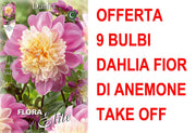 OFFERTA 9 BULBI DAHLIA FIOR DI ANEMONE TAKE OFF