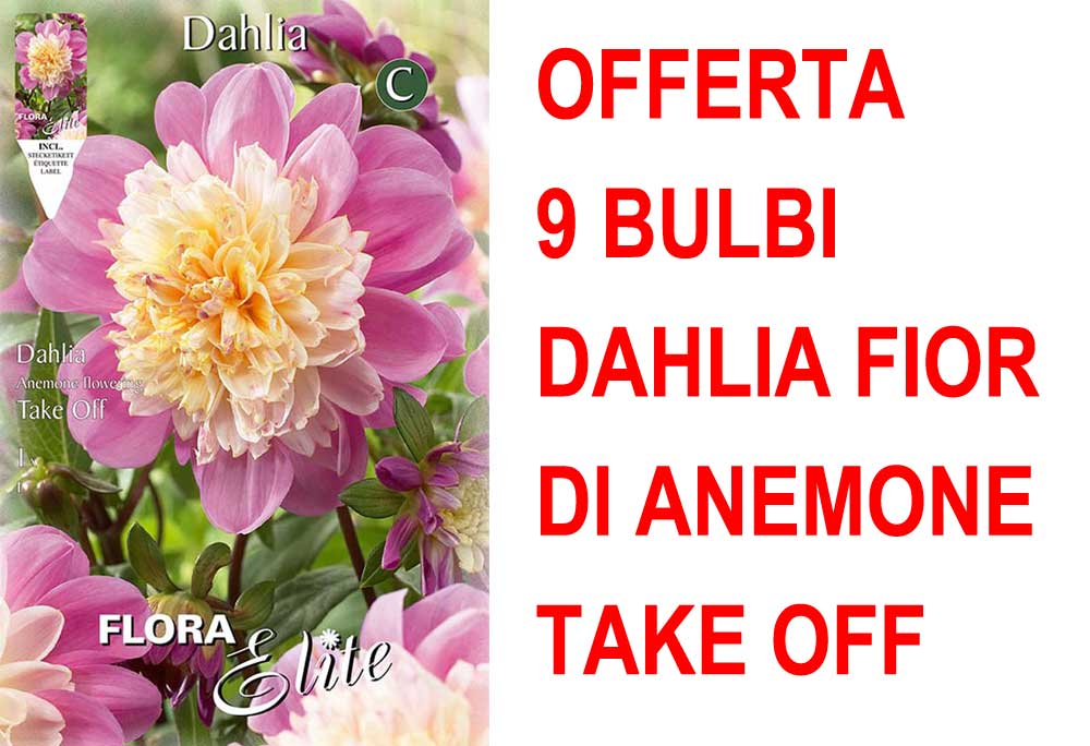 OFFERTA 9 BULBI DAHLIA FIOR DI ANEMONE TAKE OFF