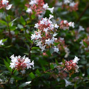 ABELIA GRANDIFLORA PROSTRATA IN VASO DA 11CM