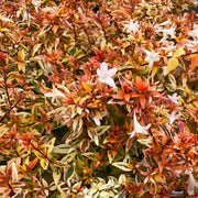 ABELIA EN POT DE 13 CM VARIÉTÉS ASSORTIES