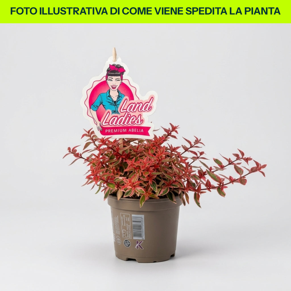 ABELIA EN POT DE 13 CM VARIÉTÉS ASSORTIES
