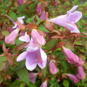 ABELIA IM 13CM-TOP, VERSCHIEDENE SORTEN