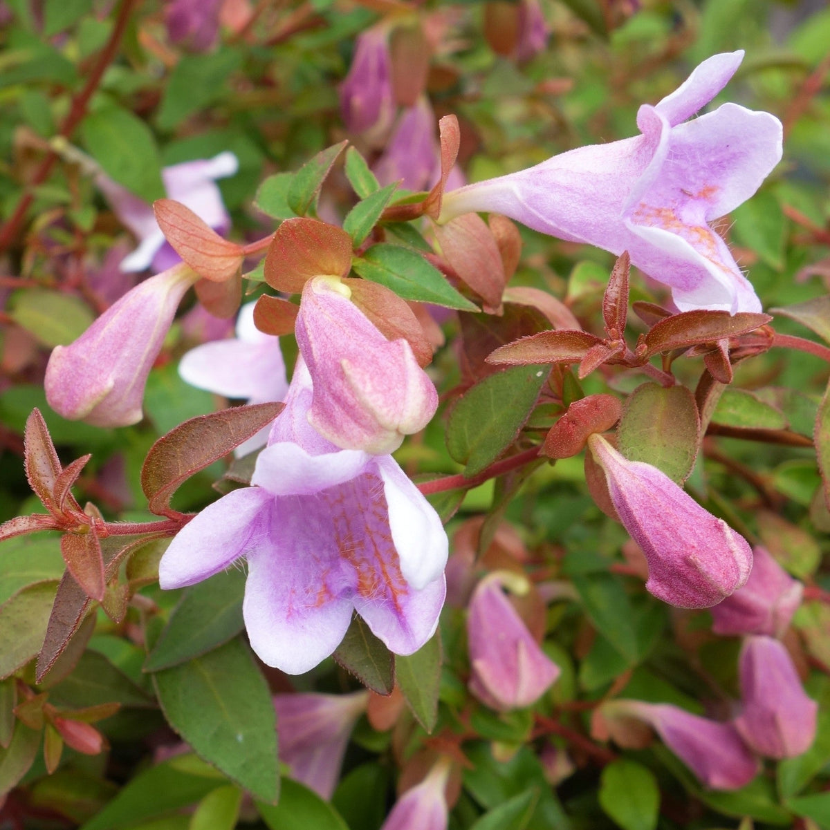 ABELIA IM 13CM-TOP, VERSCHIEDENE SORTEN