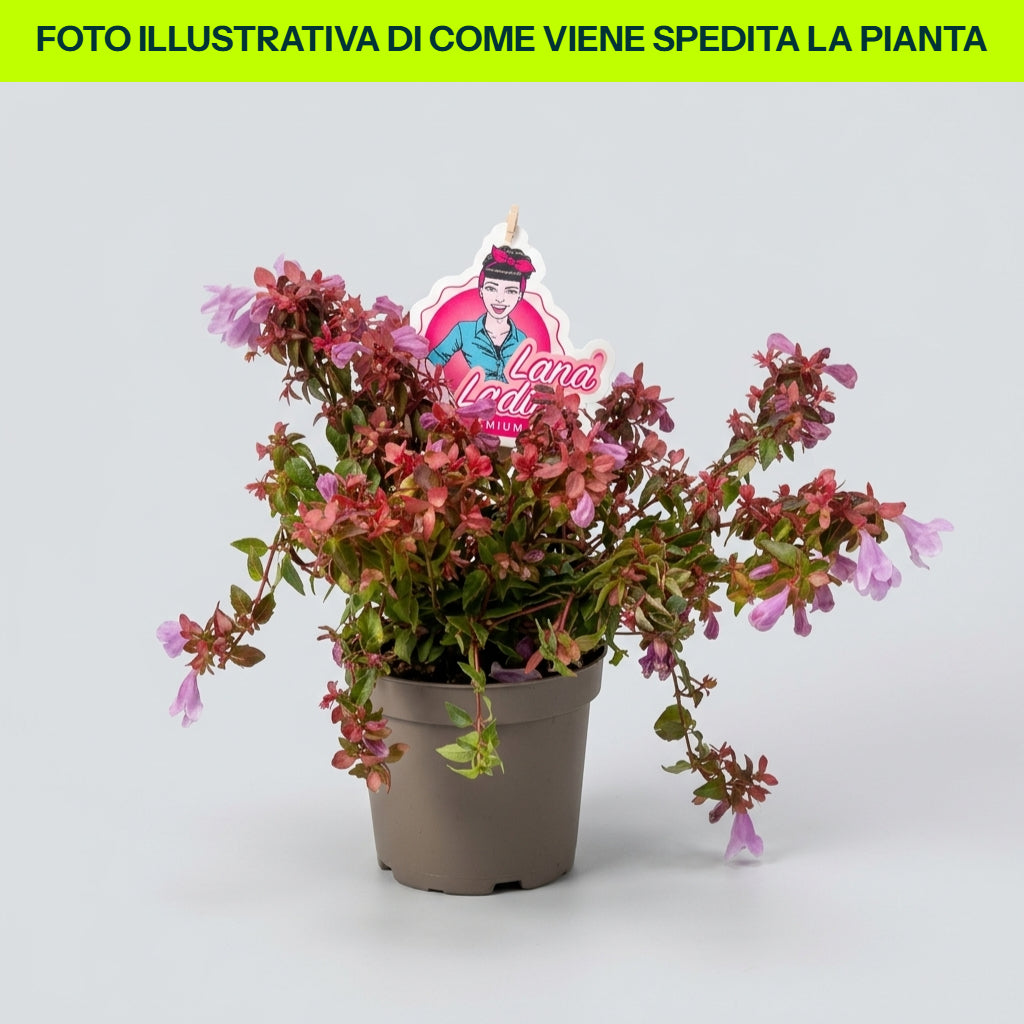 ABELIA IM 13CM-TOP, VERSCHIEDENE SORTEN