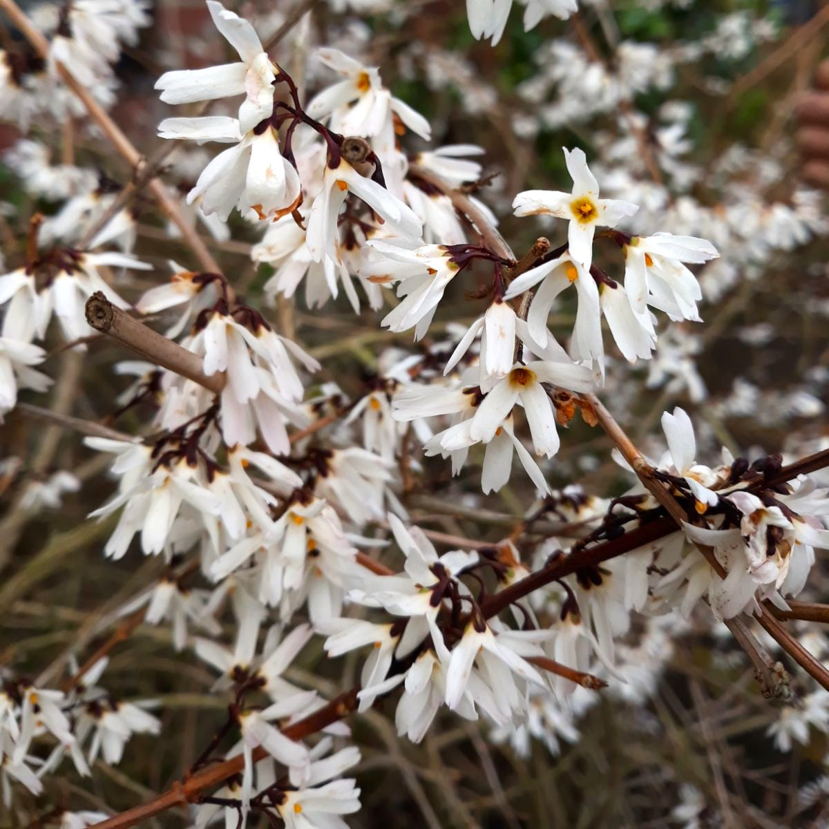 Abeliophyllum Distichum in vaso da 18cm