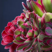 Aeonium colori assortiti in vaso da 13 cm