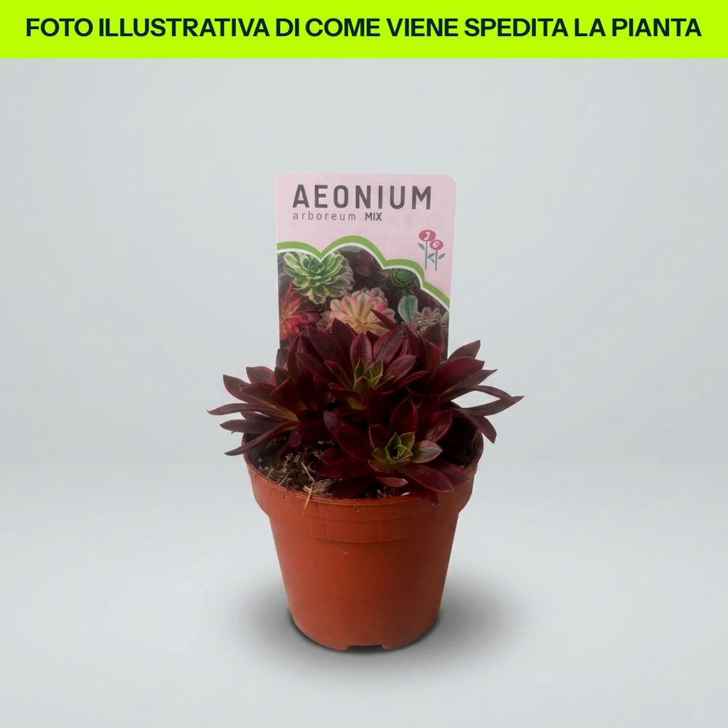 Aeonium dettaglio pianta succulenta in vaso da 13 cm