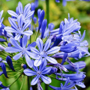 Agapanthus Amourette Superb Blu in Vaso da 15cm