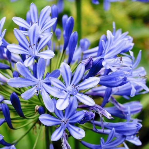 Agapanthus Amourette Superb Blu in Vaso da 15cm