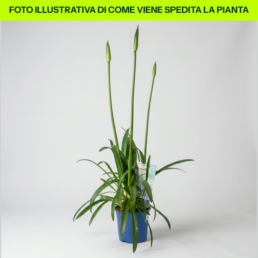 Agapanthus Amourette Superb Blu in Vaso da 15cm