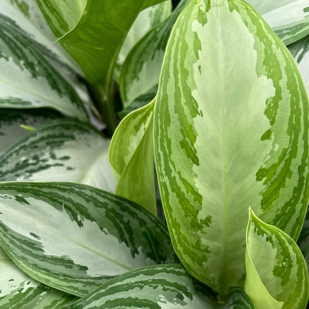 AGLAONEMA SILVER BAY VASO 21CM