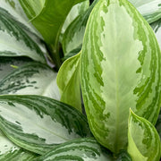 AGLAONEMA SILVER BAY VASO 21CM