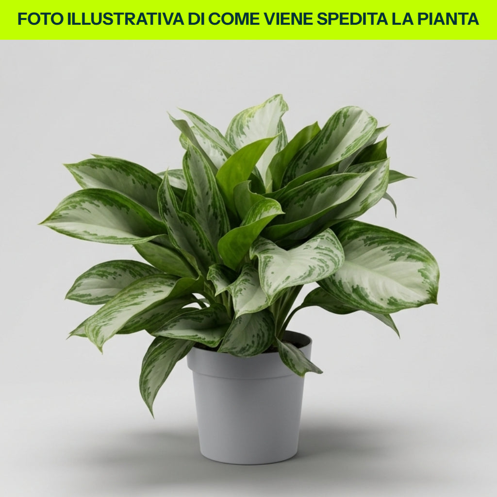 AGLAONEMA SILVER BAY VASO 21CM