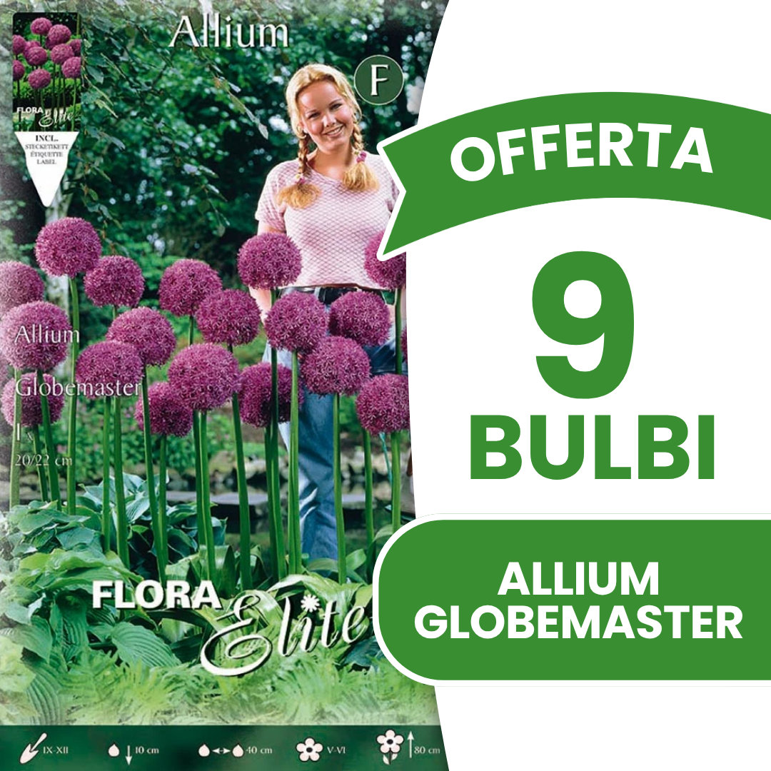 ALBUMES ALLIUM GLOBEMASTER (PAQUET DE 1 ALBUM)