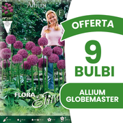 ALLIUM GLOBEMASTER GLÜHBIRNEN (1 GLÜHBIRNENPACKUNG)