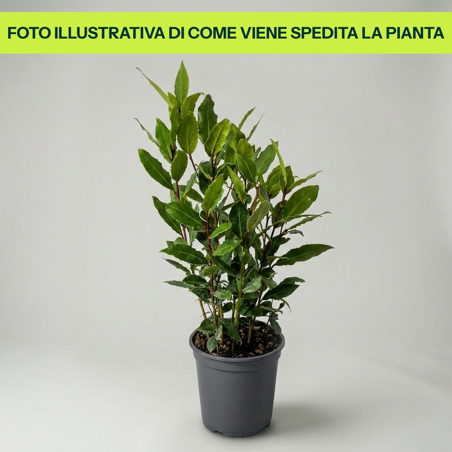 LORBEER LAURUS NOBILIS VASE 14CM