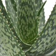 ALOE VERA IN VASO 14CM