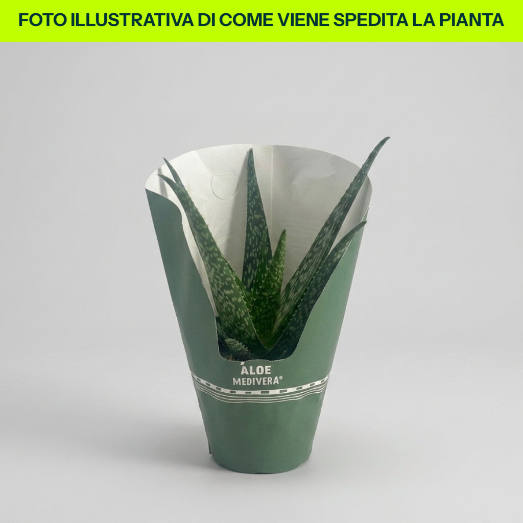 ALOE VERA IN VASO 14CM