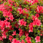 Azalea Japonica Aladdin in vaso da 18cm