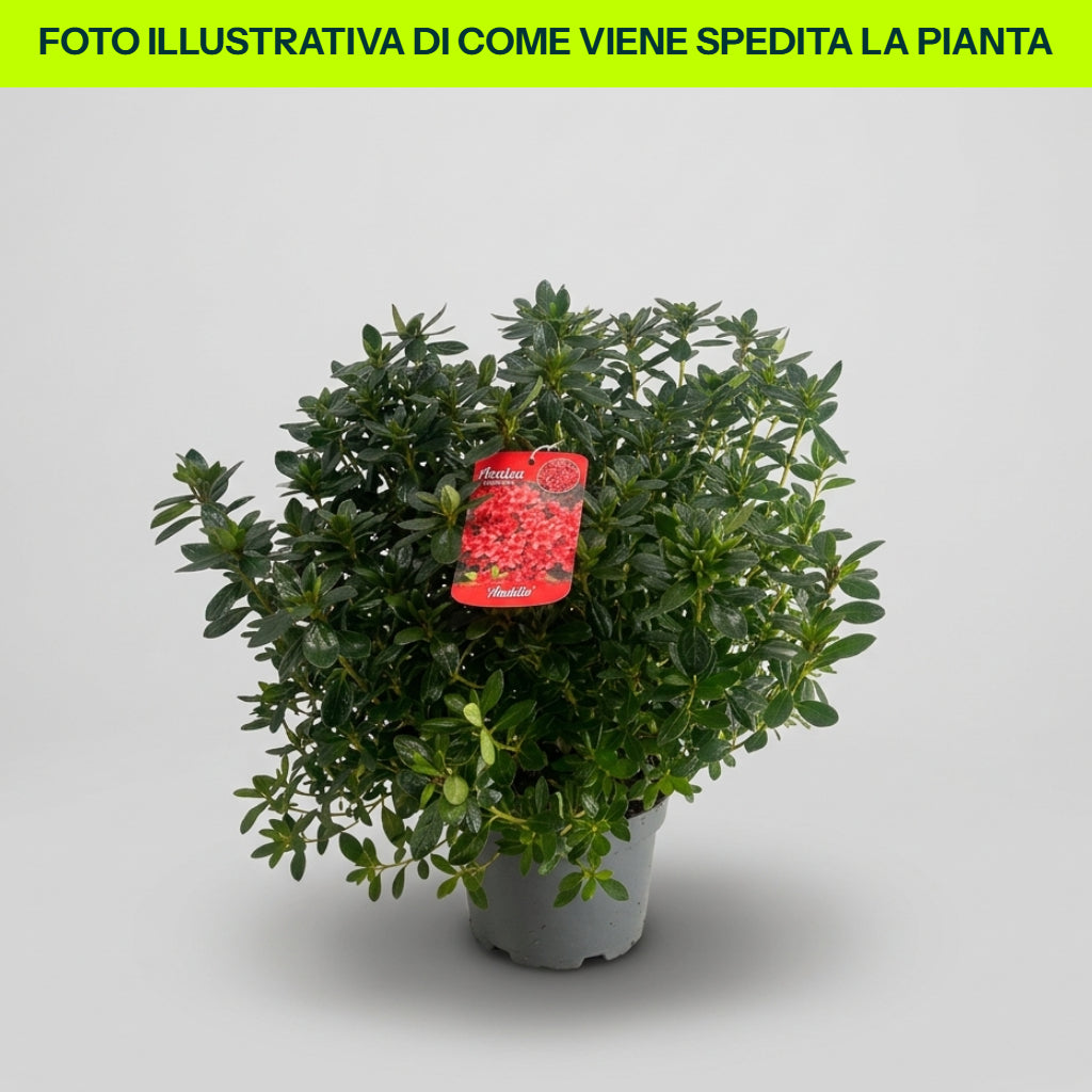 Azalea Japonica Aladdin in vaso da 18cm