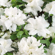 Azalea Japonica Hendrik White in vaso da 18cm