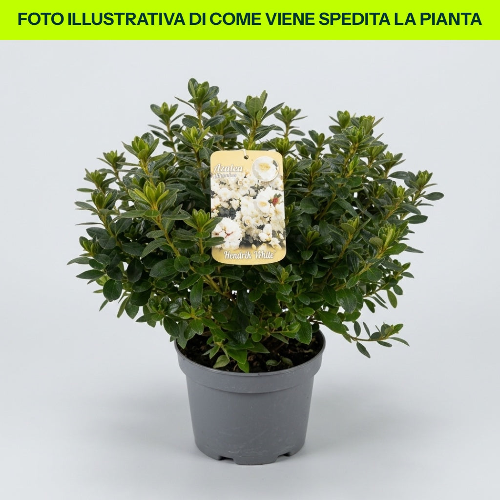Azalea Japonica Hendrik White in vaso da 18cm