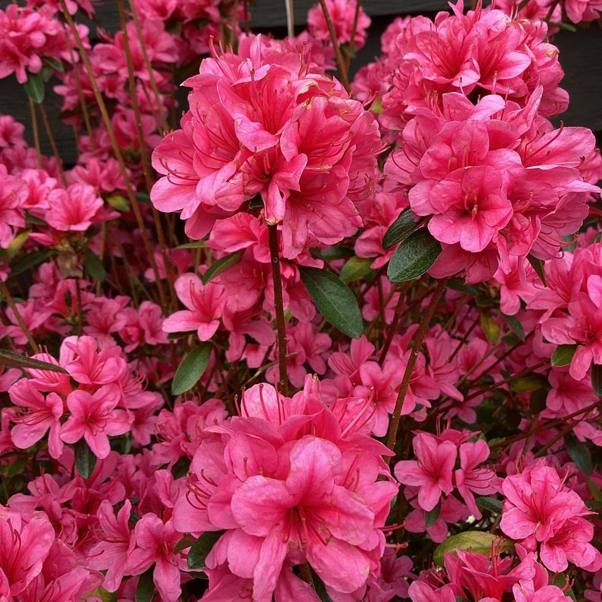 Azalea Japonica Silvester in vaso da 18cm