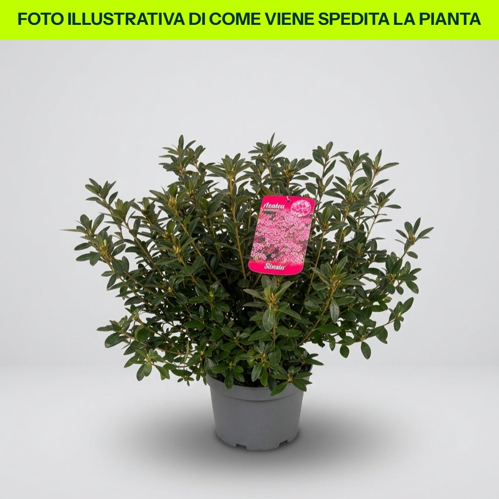 Azalea Japonica Silvester in vaso da 18cm