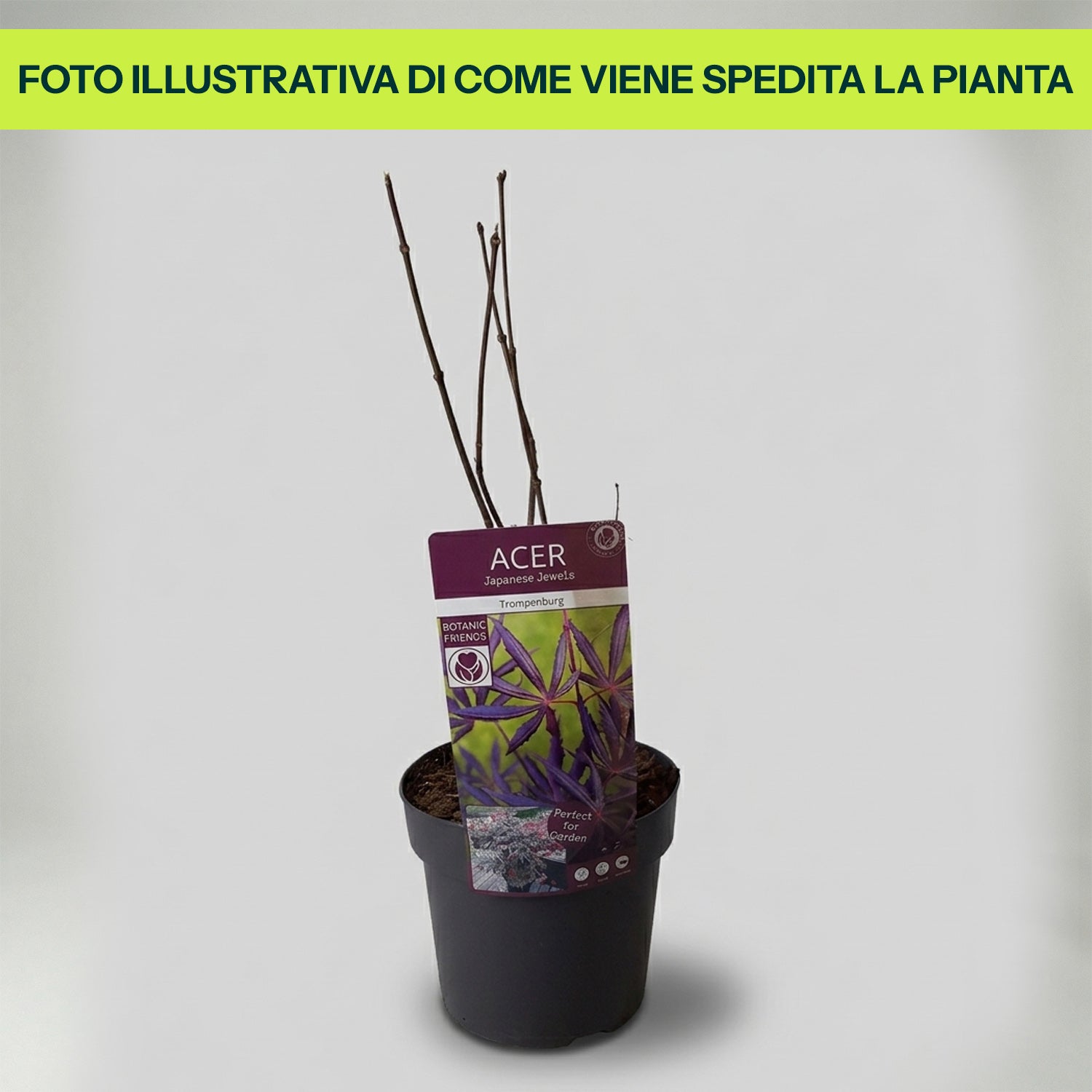 Acero Jap. Trompenburg in Vaso da 18cm