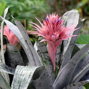 Guzmania Yeltix en pot de 12 cm