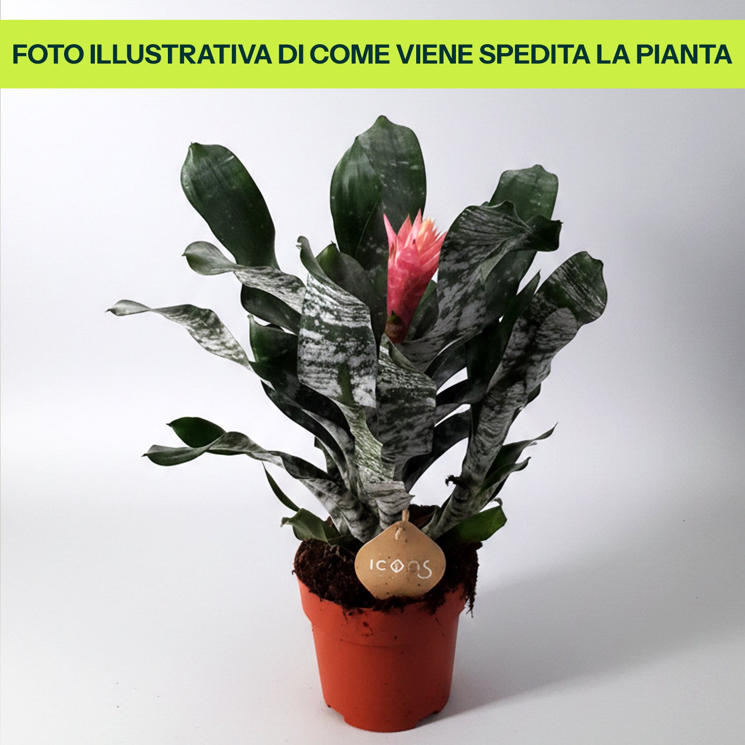 Guzmania Yeltix en pot de 12 cm