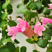 Aeschynanthus Pink Polka in Vaso da 14cm