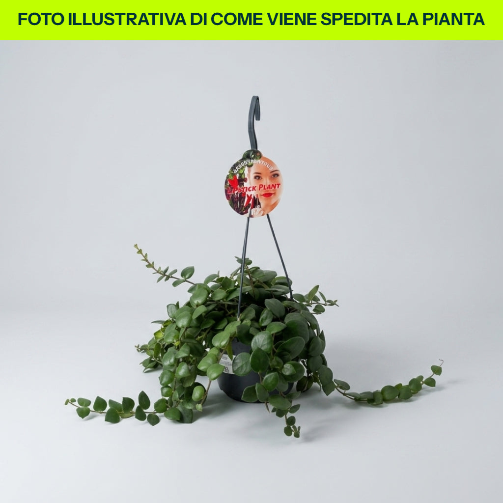 Aeschynanthus Pink Polka in Vaso da 14cm