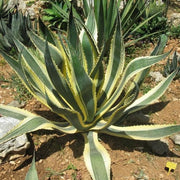 Agave Americana Marginata in vaso da 24cm