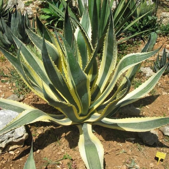 Agave Americana Marginata in vaso da 24cm