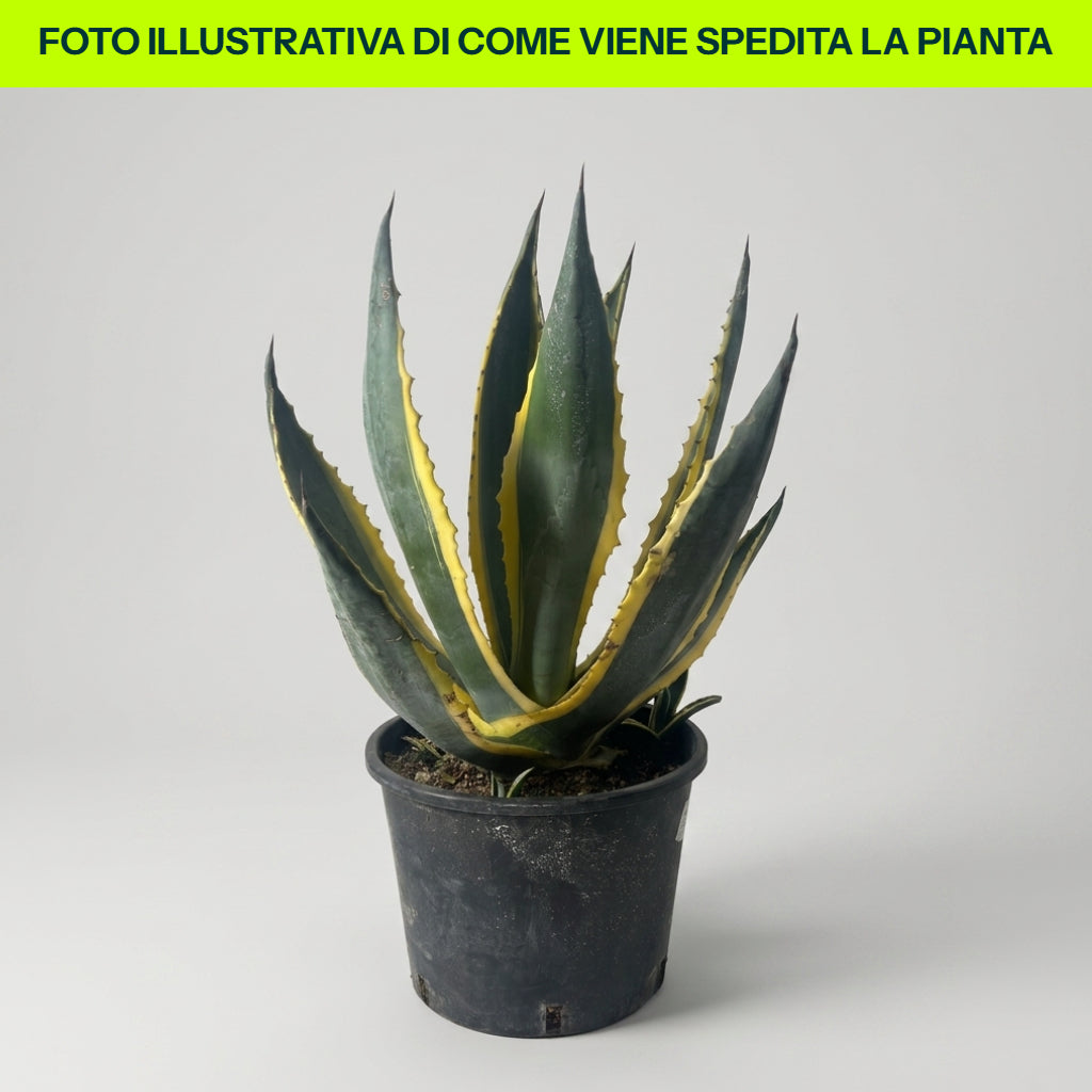 Agave Americana Marginata in vaso da 24cm
