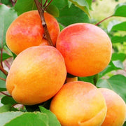 Prunus Armeniaca Albicocco in vaso da 18cm