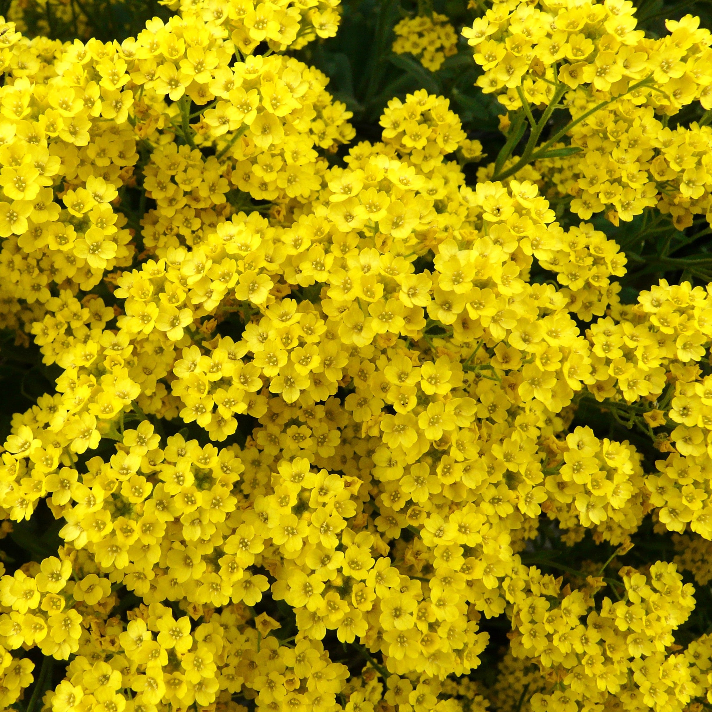Alyssum in Vaso da 14cm