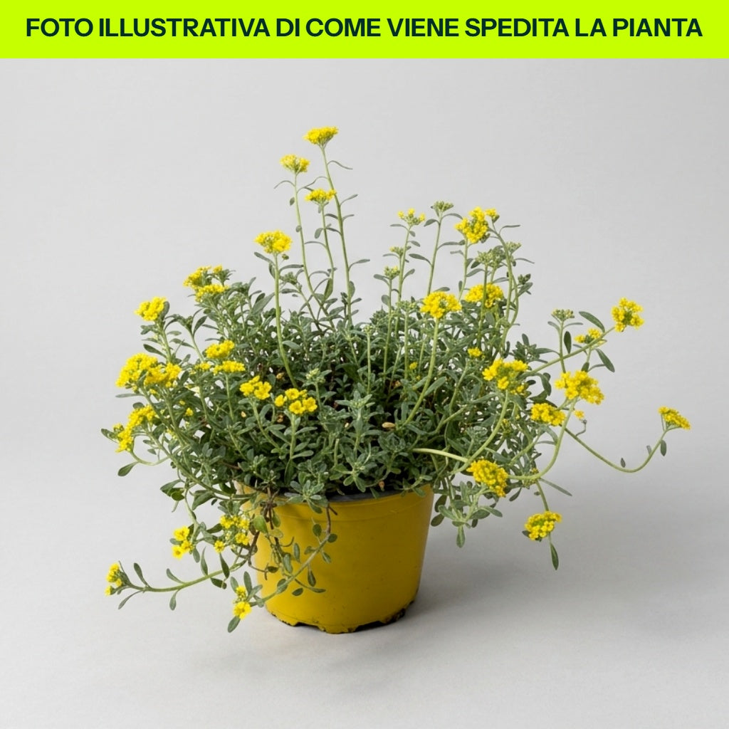Alyssum in Vaso da 14cm